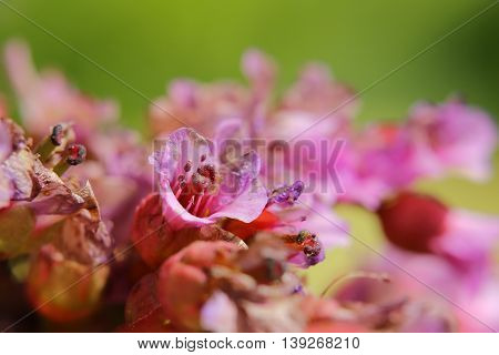 Macro Of Blossoms Of Bergenia Crassifolia, The Leather Bergenia