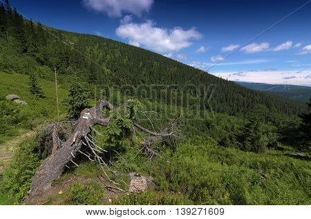 Sunny Summer Day In Krkonose Mountains National Park