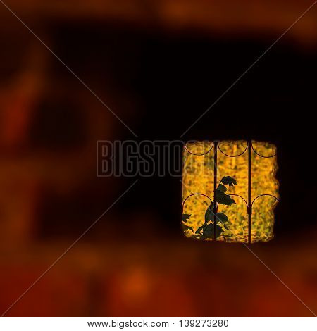 Real view in the garden through the vintage small window in the old abandoned building , for background, with empty space for your message, square. Photoart