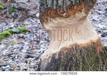 Tree targeted by beaver for use in dam