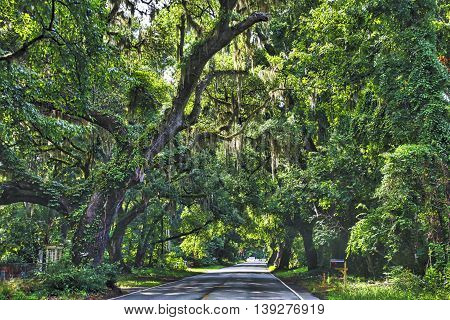 The road to Edisto Beach, through rural South Carolina, passes through lots of 