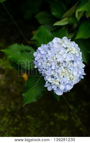 Close-up  blue hydrangea flower blooms in garden