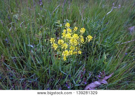 Bittercress (Barbarea vulgaris), also called herb barbara, rocketcress, yellow rocketcress, winter rocket, and wound rocket, blooms during May in the Lake Renwick Heron Rookery Nature Preserve in Plainfield, Illinois.