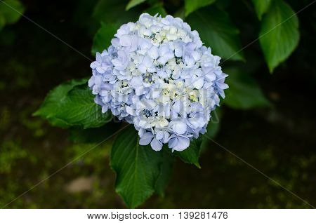 Close-up blue white hydrangea flower blooms in garden