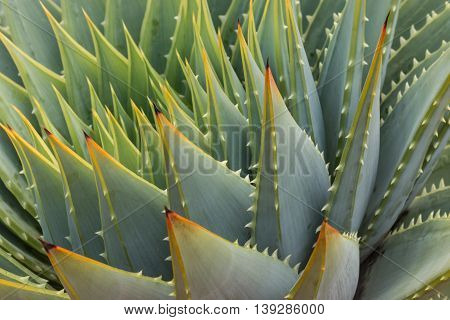detail of spiral aloe cacti leaves and thornes