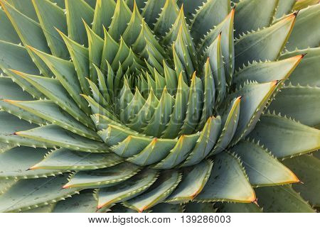 close up of spiral aloe cacti leaves