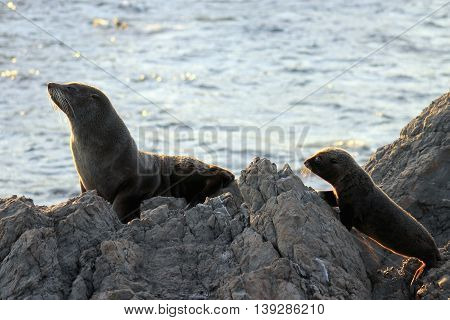 A Mother and Pup Fur Seal at Cape Palliser, New Zealand.