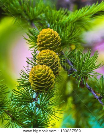 spruce branch with cones. Collage made of fir branches with cones.Pinecones.Cones.Christmas theme.Background made of fir branches with cones.Environmentally friendly product. A park.