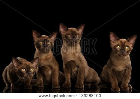 Four Cute Burma Kittens Sitting and Curious Looking in Camera, Isolated Black Background, Front view, Cat family