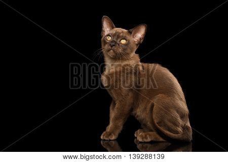 Little Burma Kitty Sitting and show his shiny Chocolate Fur, Calmly Looking up, Isolated Black Background, Side view