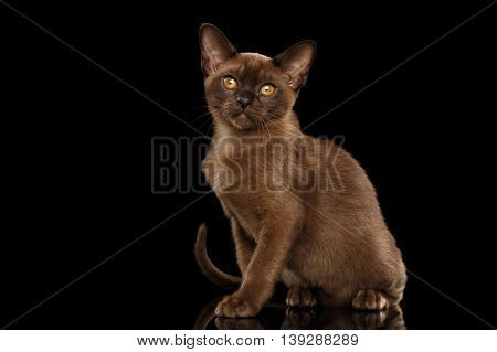 Little Burma Kitty Sitting and show his shiny Chocolate Fur, Calmly Looking up, Isolated Black Background, Front view