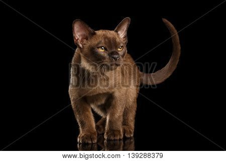 Little Burma Kitty Walking and show his Chocolate Fur, Calmly Looking up, Isolated Black Background, Front view