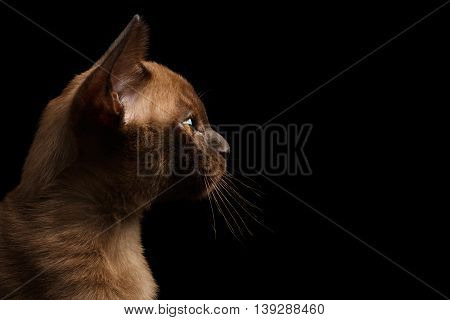 Closeup Profile of Young Burma Kitty on Isolated Black Background, Side view