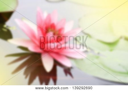de-focused; pink water-lily in nature pond the water-lily is a symbol of holy flower in Buddhism flower use offer sacrifice for monk and Buddha image