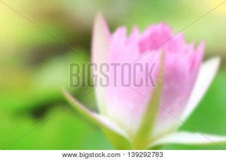 de-focused; pink water-lily in nature pond the water-lily is a symbol of holy flower in Buddhism flower use offer sacrifice for monk and Buddha image