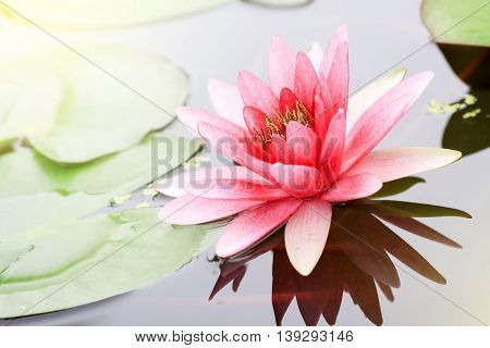 pink water-lily in nature pond the water-lily is a symbol of holy flower in Buddhism flower use offer sacrifice for monk and Buddha image