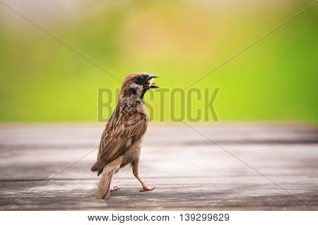 eurasian sparrow and paddy in mouth standing on wood table with green blur background