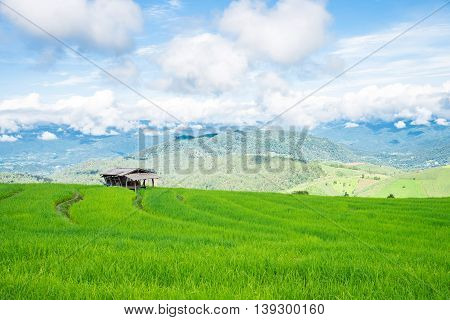 The Hut In The Green Rice Field On The Mountain With Morning Mist