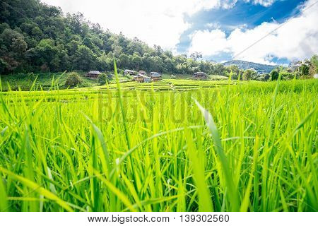 Blue Sky And Green Terraced Rice Field In Pa Bong Piang Chiangmai, Thailand