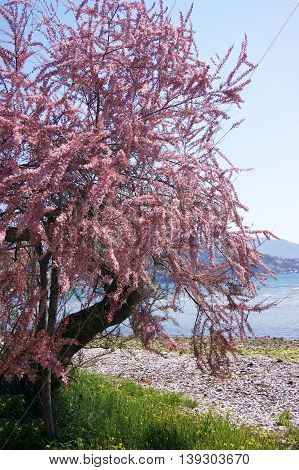 Blooming tree pink tamarisk on the seashore