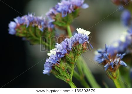 Inflorescence blue statice on blurred dark background