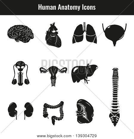 Human internal organs. Anatomy set. Vector icons