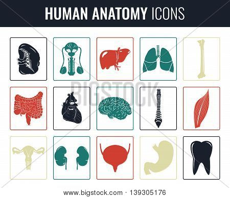 Human internal organ anatomy set. Vector illustration