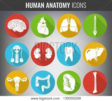 Human internal organs. Anatomy set. Vector icons