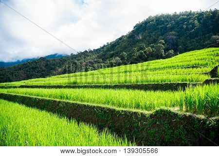 Blue Sky And Green Terraced Rice Field In Pa Bong Piang Chiangmai, Thailand