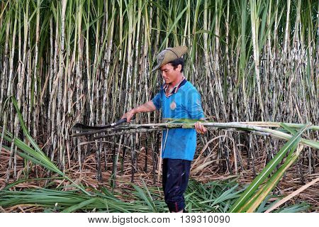 Asian Farmer Harvesting Sugarcane