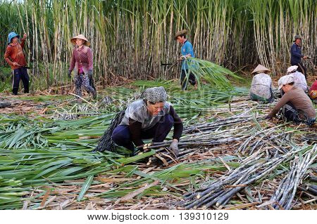 Asian Farmer Harvesting Sugarcane