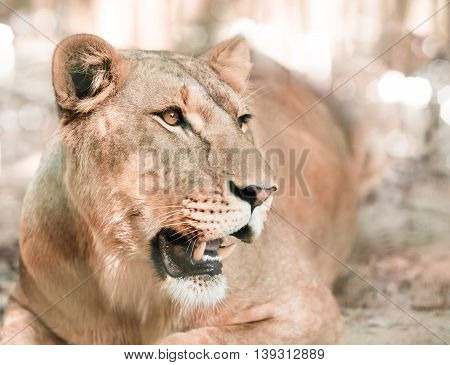 portrait the animal African lioness lying close-up