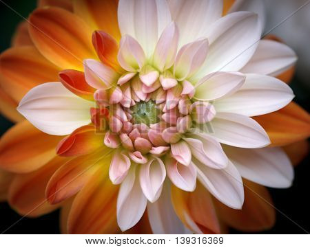 Closeup of a Beautiful Dahlia Flower - Warm Autumn Colorspace