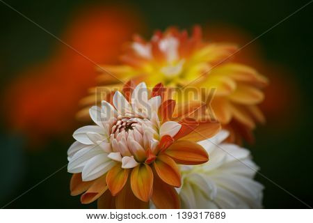 Closeup of a Beautiful Dahlia Flower - Warm Autumn Colorspace