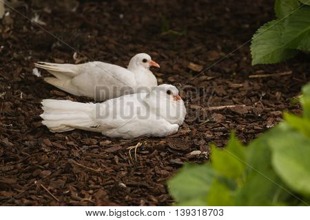 close up of two white doves resting in garden