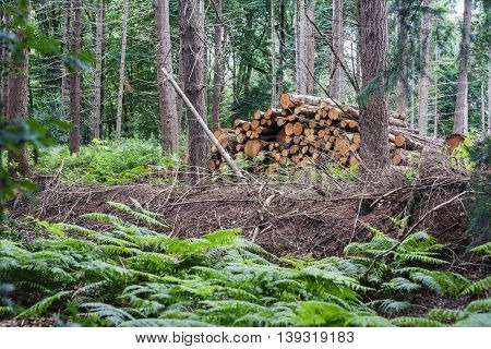 Stack of wood in the woods with ferns on the foregound