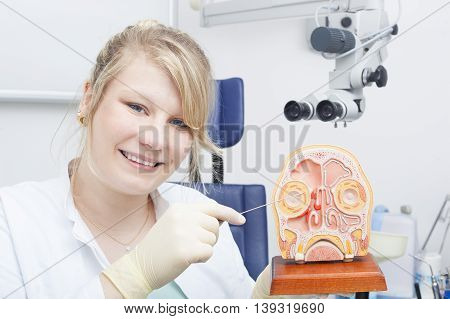 Female otolaryngologist showing a model of the human face