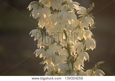 Yucca Filamentosa Is A Species Of Flowering Plant In The Family Asparagaceae. In The Soft Evening Li