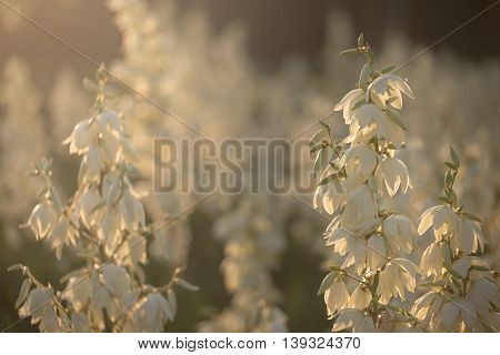 Yucca Filamentosa Is A Species Of Flowering Plant In The Family Asparagaceae. In The Soft Evening Li