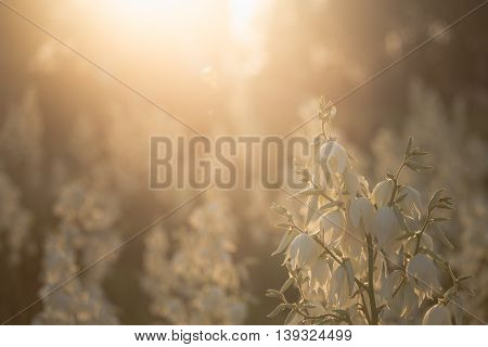 Yucca Filamentosa Is A Species Of Flowering Plant In The Family Asparagaceae. In The Soft Evening Li