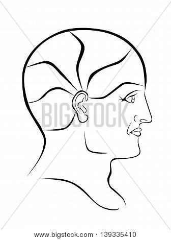 Vector Phrenolgy Head Blank Outline with 5 Brain Sectors