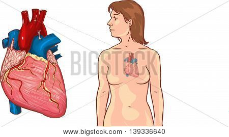 vector illustration  of a woman Hearth Anatomy