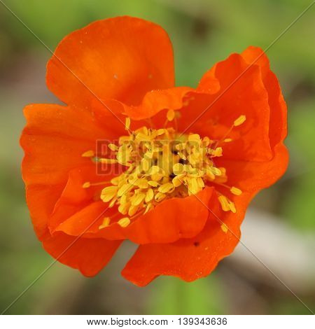 Square Shot Of Iceland Poppy (papaver Nudicaule) Blossom