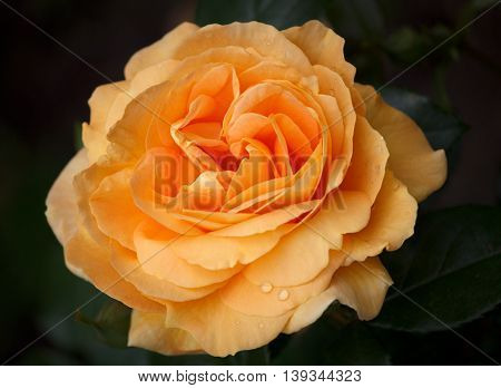 Closeup of a Beautiful Rose - Warm Orange Colorspace
