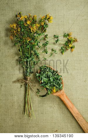 Tutsan. Dried herbs for use in alternative medicine. Herbal medicine phytotherapy medicinal herbs. For the preparation of infusions decoctions tinctures powders ointments tea. Background green cloth