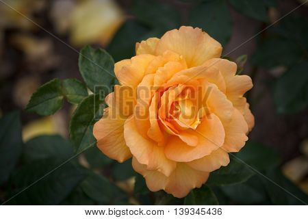 Closeup of a Beautiful Rose - Warm Orange Colorspace