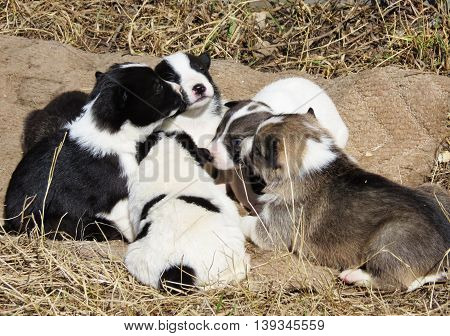 Home animals play greater role in lifes of the person