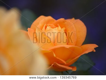 Closeup of a Beautiful Rose - Warm Orange Colorspace