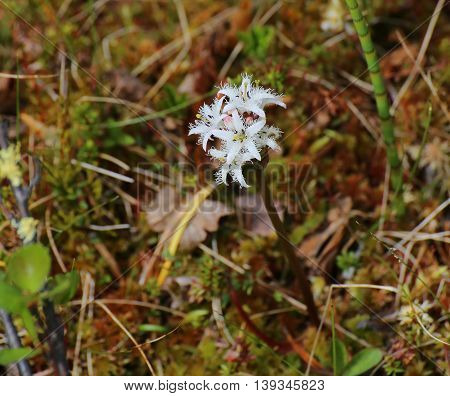 Flowering Buckbean Plant In A Bog (menyanthes Trifoliata)