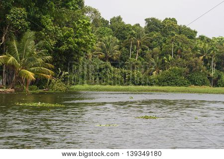Allepey city on water. Backwaters, rice plantation, coconuts palm mango tree. River landscape